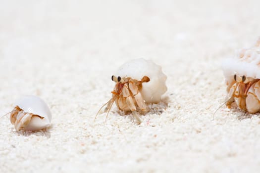 Crab