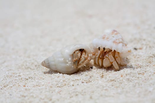 Crab