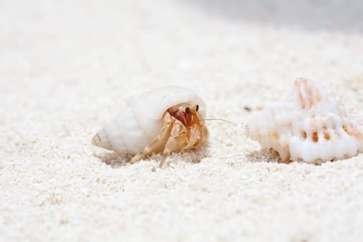 Crab