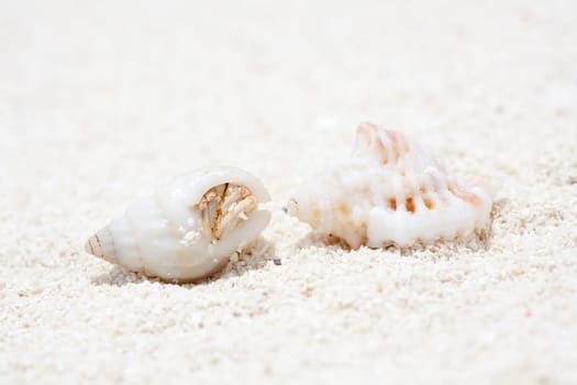 Crab