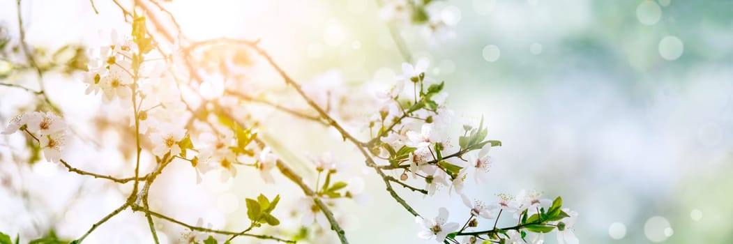 Spring blossom tree flowers in sunny day background