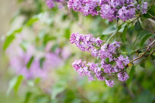 Lilac flowers spring blossom