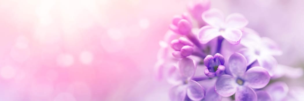 Lilac flowers spring blossom