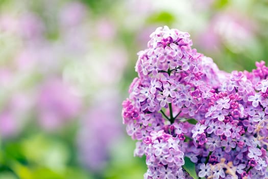 Lilac flowers spring blossom