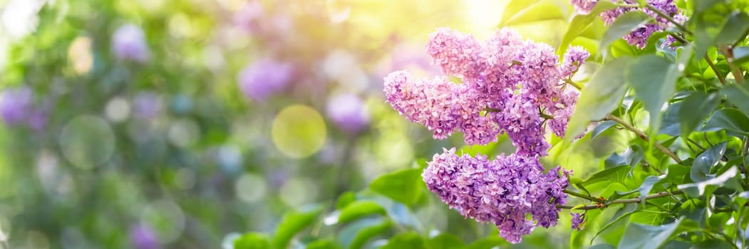 Lilac flowers spring blossom