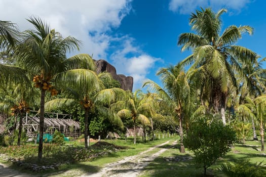 Palm grove in front of black granite rocks,La Digue,Seychelles,Indian Ocean,Africa