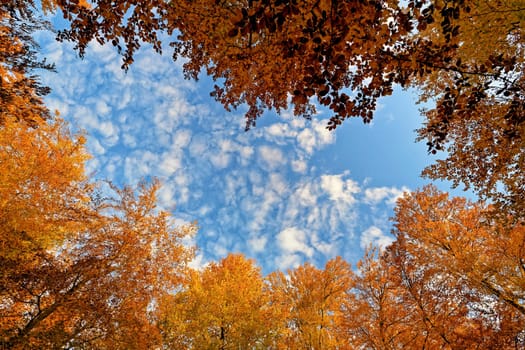 Autumn Forest