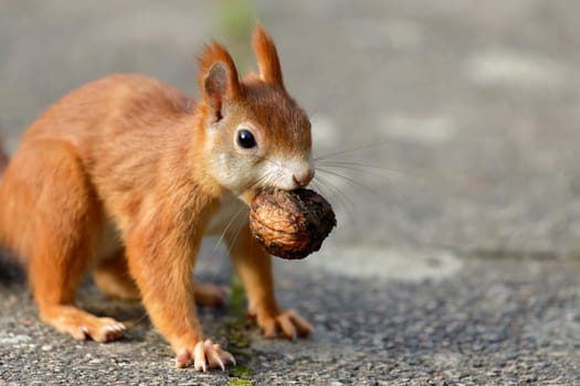 Squirrel with walnut