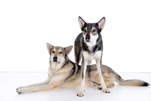 two wolfhounds in front of white background