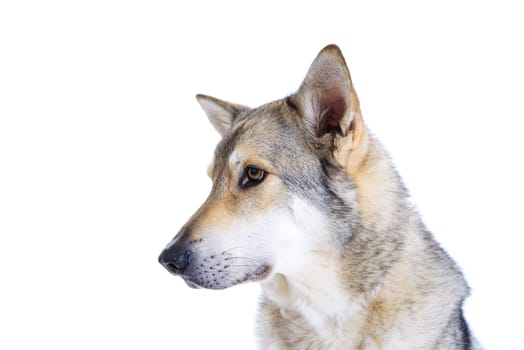 wolfhound in front of white background