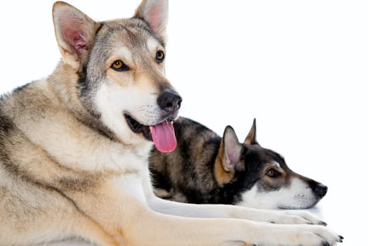 two wolfhounds in front of white background