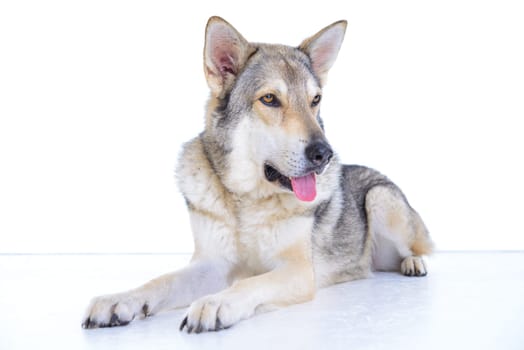 wolfhound in front of white background