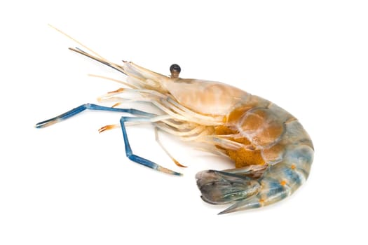 Shrimp isolated,close-up of shrimp with eggs on a white background
