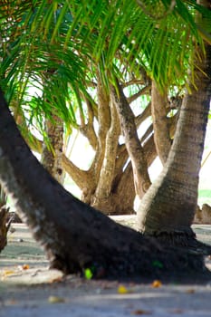 Maldives tropical forest