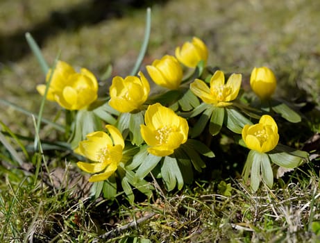 Winterlings