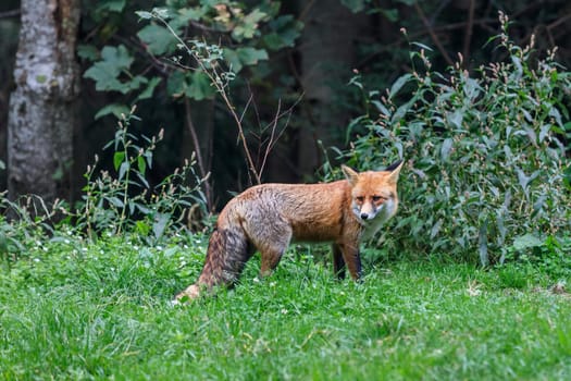 european red fox (vulpes vulpes) in Fagaras Mountains, Romania