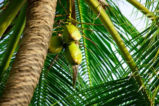 Maldives tropical forest