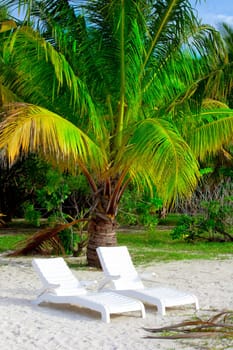 Maldives tropical forest
