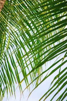 Maldives tropical forest