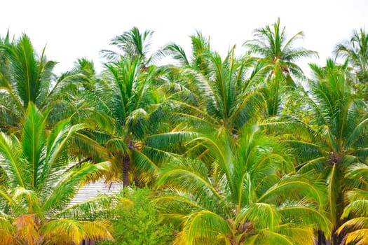Holiday Paradise