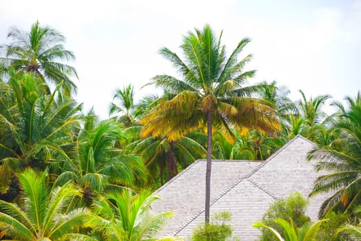 Holiday Paradise