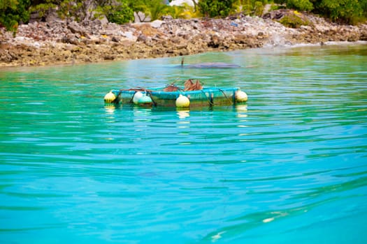 Holiday Paradise
