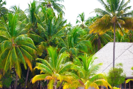 Holiday Paradise