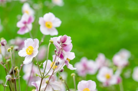 Pale pink flower Japanese anemone, close-up. Note: Shallow depth of field