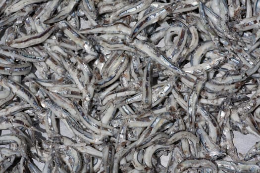 Fish, Fish, Fish