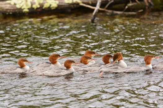 Common Mergansers on Patrol on Jasper Lake in the Boundary Waters in Minnesota