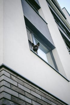 French bulldog looks out window outside into courtyard of house
