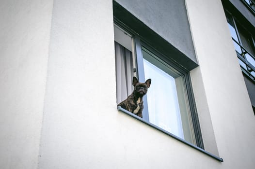 French bulldog looks out window outside into courtyard of house