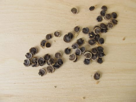 Seeds of the mallow