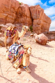 Camels in desert, Wadi Rum Reserve, Jordan