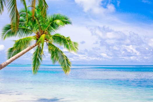 Holiday Paradise