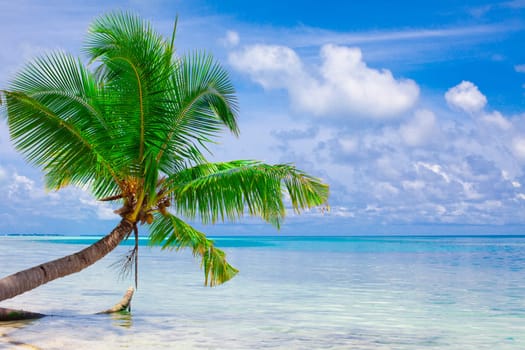 Holiday Paradise