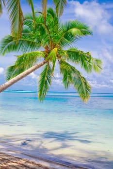 Holiday Paradise
