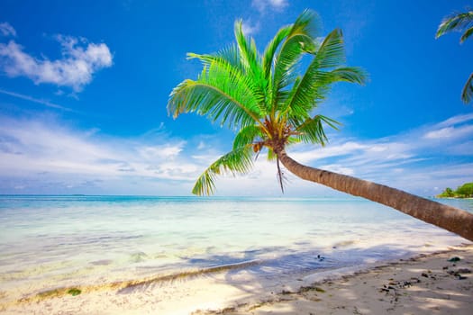 Holiday Paradise