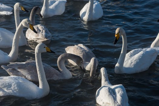 Beautiful white whooping swans swimming in the nonfreezing winter lake. The place of wintering of swans, Altay, Siberia, Russia.