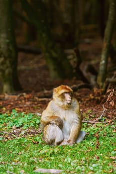 Closeup Portrait of Barbary Macaque (Macaca Sylvanus)