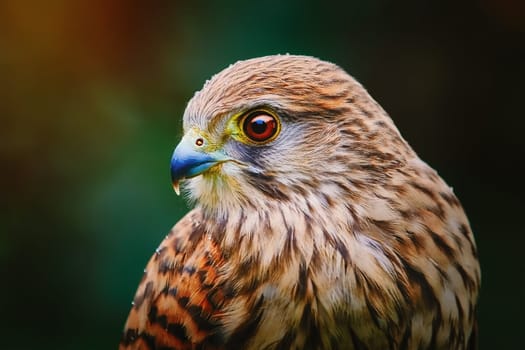 Portrait of Common Kestrel (Falco Tinnunculus)