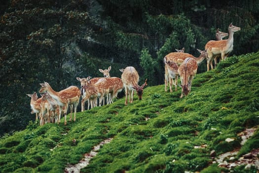 Herd of Deers on the Slope of a Hill near the Forest