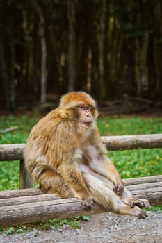 Closeup Portrait of Barbary Macaque (Macaca Sylvanus)