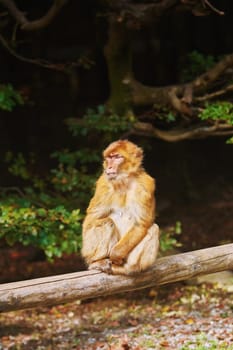 Closeup Portrait of Barbary Macaque (Macaca Sylvanus)