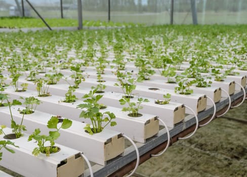 Organic Hydroponic Chinese celery vegetables plantation in aquaponics system