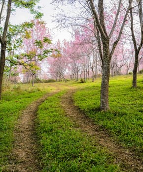 Stunning morning view of Wild Himalayan cherry blossom forest. Trail leading to Pink Sakura blossom in Thailand