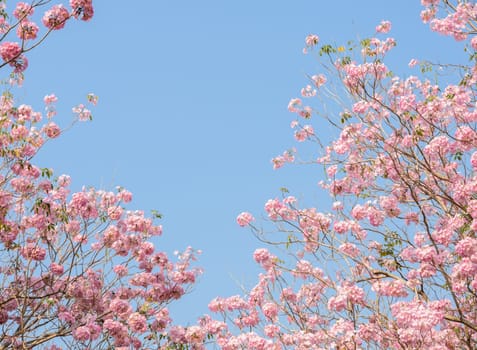 Pink trumpet tree or pink Tabebuia flower in blue sky