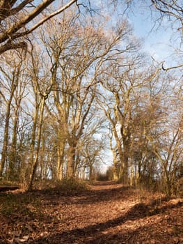 path through autumn winter spring forest sunny light bare bark trees nobody  essex  england  uk