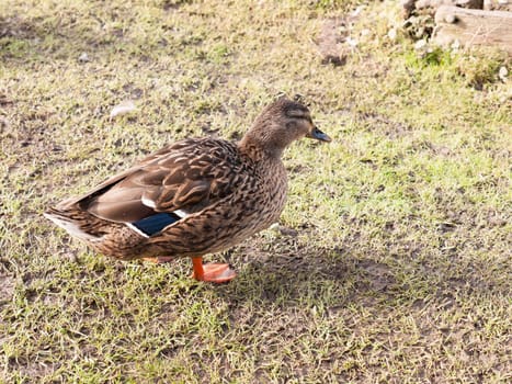 brown female duck mallard on green grass below portrait close up  essex  england  uk