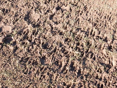 muddy path floor country agriculture texture foot prints  essex  england  uk